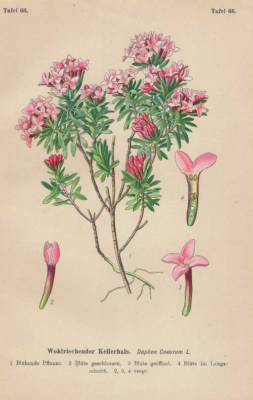 Daphne Cneorum Rosmarinseidelbast LITHOGRAPHIE von 1910  