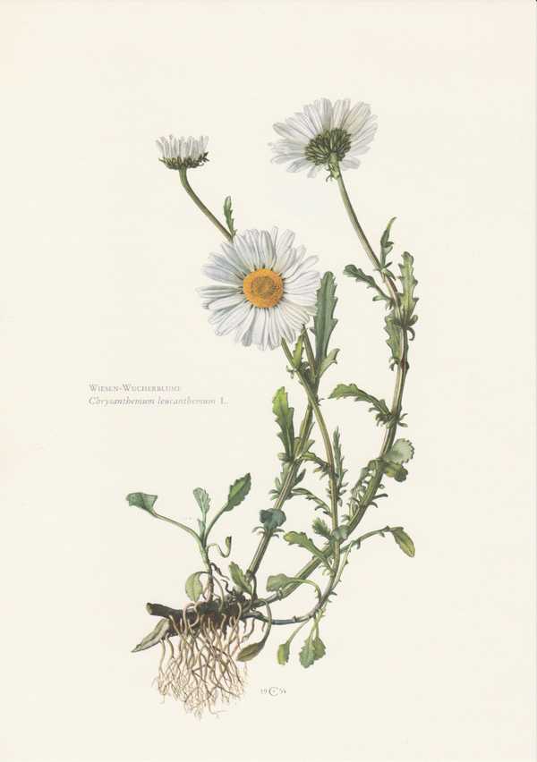 Margerite Wiesen Wucherblume   Leucanthemum vulgare Farbdruck von 1954